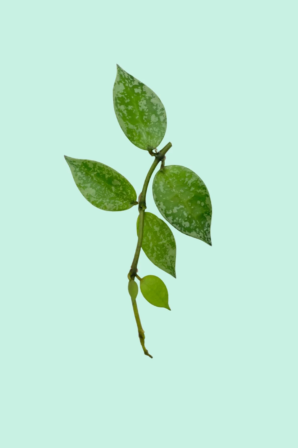 Plantes à suspendre