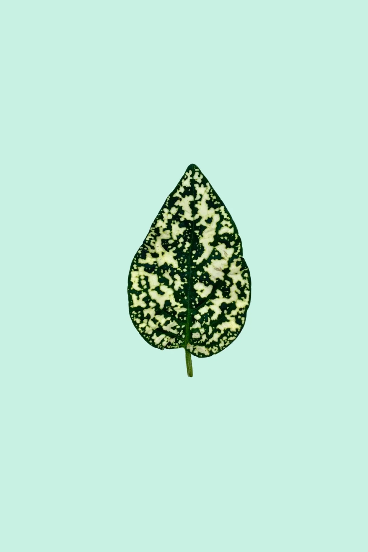 Plantes lumineuses