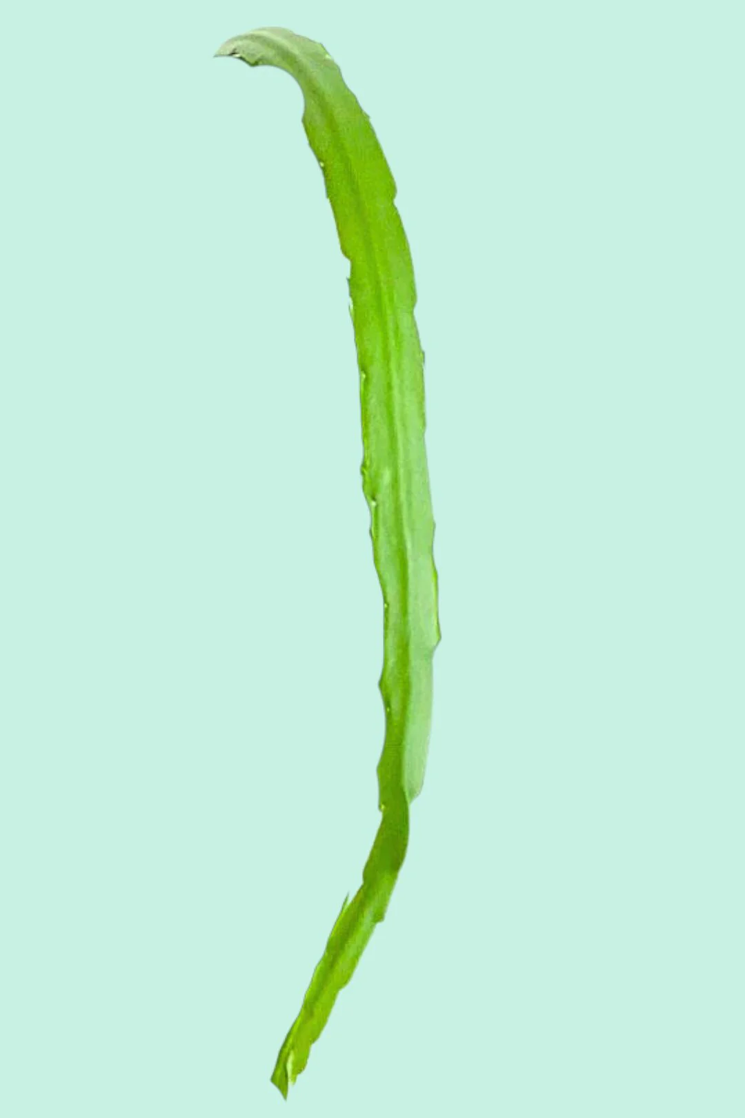 Cactus et succulentes